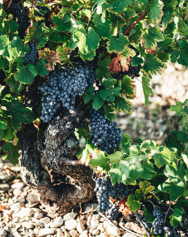 Emma Vernay - Photographe culinaire à Avignon