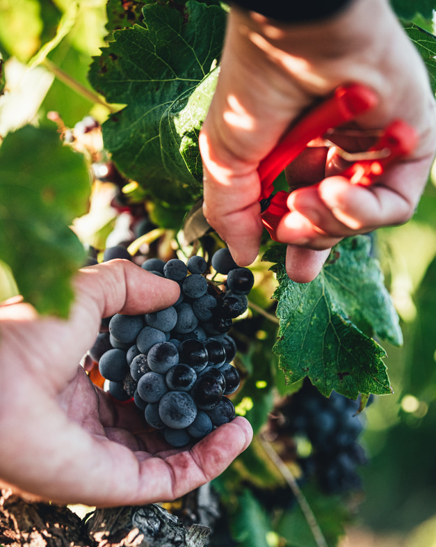 Emma Vernay - Photographe culinaire à Avignon